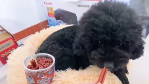 MASTI Dog food dog treat grinding rod / teeth cleaning / dental bone / snack / 狗狗磨牙棒除口臭幼犬耐咬骨头小中型狗