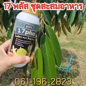 17 Plus 17 พลัส ชุดทำใบสะสมอาหาร ใบใหญ่ ใบหนา ใบใหญ่ สังเคราะห์แสงไปเลี้ยงลำต้น ดอกและผลให้สมบูรณ์