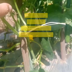 Benih Timun Jepang RONALDO F1 Isi 2.5 gram