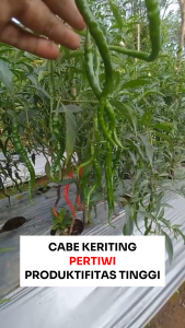 Benih Cabe Besar PERTIWI 1 gram Cap TUNAS BERLIAN Produktivitas Tinggi