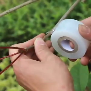 3cmx150m เทปพันกิ่งไม้ อุปกรณ์ทำสวน เทปพันตอนกิ่ง อุปกรณ์การเกษตร เทปพันกิ่งทาบ พลาสติกทาบกิ่ง เทปติดตาต้นไม้