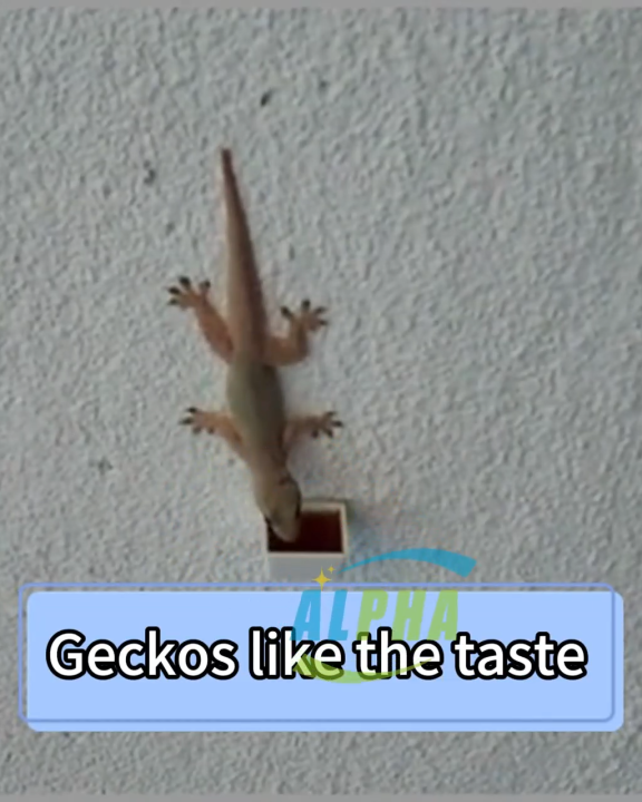 Professional killing of geckos QNS lizard killer lizard repellent lizard killer bait Quickly