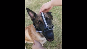 Rọ mõm Chó bằng Silicon mềm mại (Không chọn size theo cân nặng) mẫu mới - Love pets shop