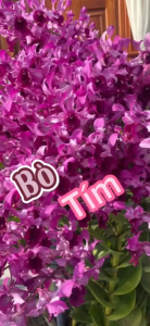 Hoa lan denro bò tím