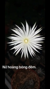 Xương rồng Nữ Hoàng Bóng Đêm. Có tặng kèm chậu nhựa nhỏ