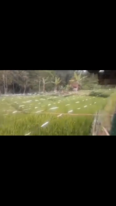 TALI PENGUSIR BURUNG SAWAH & TALI PERAK 800 METER - KUAT TIDAK KUSUT