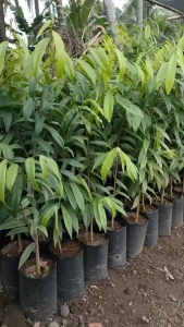 Bibit Gaharu Sangat Subur dan Berkualitas