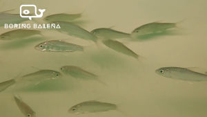 BRBN Golden Mahseer - Tor Putitora - Mahseer Fish - Ikan Kelah - Aquarium Freshwater Fish / Ikan Air Tawar