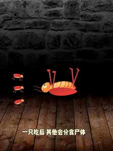 6pack  Ubat Semut/Ubat Lipas Ant Killing Bait/Cockroach Killing Bait Racun Semut Racun Lipas