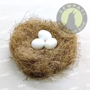SEMPATI Serat Serabut Aren Susuh Sabut Kelapa Sarang Ternak Burung Murai Lovebird Kenari Kacer Pleci Merpati Tempat Sarang Telur Alas Glodok Anti Nyangkut