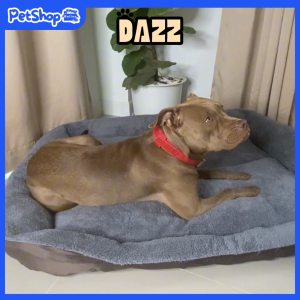DAZZ เบาะนอนสุนัขขนาดใหญ่ ไซต์XXXLจัมโบ้ 100x75x10cm สี่เหลี่ยม นุ่ม สบาย หลับลึก ที่นอนน้อง หมา Dog Bed พร้อมส่งในไทย