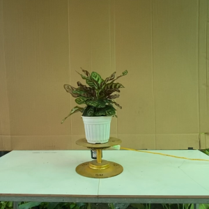 Cây Đuôi Công Sọc - Cây Cảnh Văn Phòng