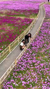 Hạt giống hoa sao nhái nhiều màu-gói 300 hạt-gieo trồng quanh năm