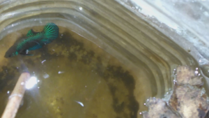 ชุดปลา Betta มหาชัยผสม ส่งด่วน ราคาพิเศษแบบใหม่ เลือกจำนวน