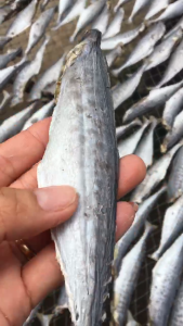 KHÔ CÁ THU( THU ẢO) BỎ ĐẦU KHÔNG MẶM THỊT NHIỀU - DẺO - VỰA KHÔ HÀ VY