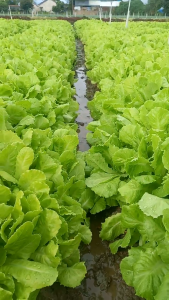 goi 100gr Hạt giống Xà lách ROMANA 53 nhiều lá đồng đều