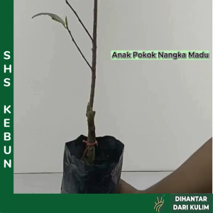 Anak Pokok Nangka Madu Pokok Buah-Buahan Outdoor 蜜糖菠萝蜜树苗 JackFruit Pokok Hidup SHS Kebun