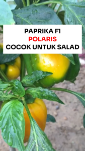 Benih Paprika F1 POLARIS 13 BIJI Known You Seed