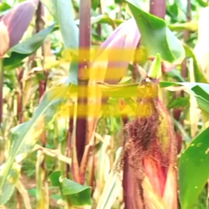 Benih Jagung Pulut JANTAN F1 Isi 200 Butir Cap Panah Merah