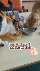 POODEE Primecut Broth 85G Cat Canned Wet Food Cat Food Cat Canned Food Makanan Kucing Makanan Basah Tin Pet Food 猫罐头