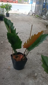 Cây Trầu bà Philodendron Caramel Marble trang trí văn phòng nhà cửa sân vườn.