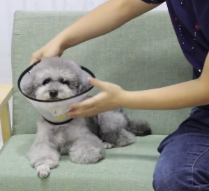Pet Protective Adjustable Elizabethan Cone Collar for Cat/Dog (Anti-Bite Lick Surgery Wound Healing)