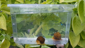 Golden Snails 1PC