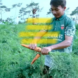 Benih Wortel KURODA EW SELECT Isi 3500 Butir Cap Panah Merah