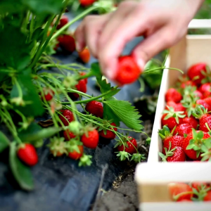 สตอเบอร์รี่อบแห้ง หวานน้อย อร่อยจริง ส่งฟรี!! ส่งตรงจากเมืองเชียงใหม่ ผลไม้อบแห้ง อาหารกินเล่น น้ำตาลต่ำ ไฟเบอร์สูง Dried Strawberry 🍓