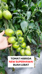 Benih Tomat NEW SUPER HAWAI F1 50 Biji Unggul Asli Cap Bunga Matahari