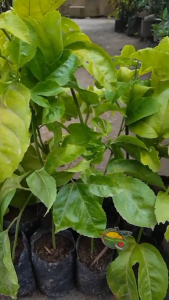 Bibit Buah Markisa Madu Raksasa Cepat Berbunga