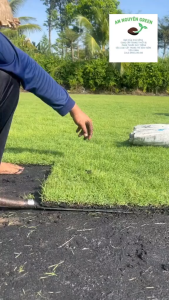 thảm cỏ thật bermuda 1 mét vuông