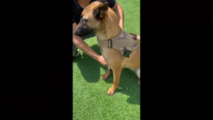 Dog Harness Vest  Pull Nylon Adjustable Military Tactical Large Dog Harness German Shepherd Training Hiking Pet Supplies