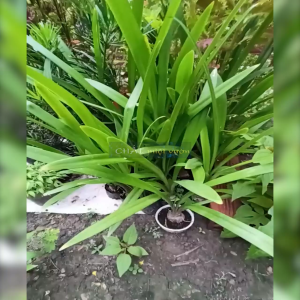 Cây Hoa Huệ trang trí vườn cực đẹp