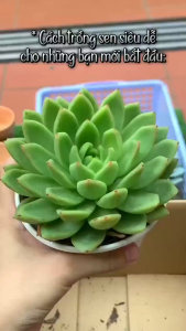 Combo 5 cây sen đá ngẫu nhiên không trùng nhau size bầu 5-7cm- giá cực sốc- sen đá Đà Lạt