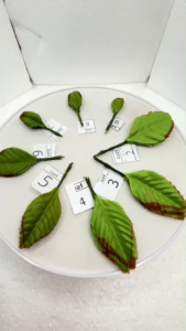 ใบกุหลาบ (ห่อ 100 ใบ) เบอร์ 1-9 ใบไม้ประดิษฐ์ ใบกุหลาบผ้า สำหรับงานฝีมือ