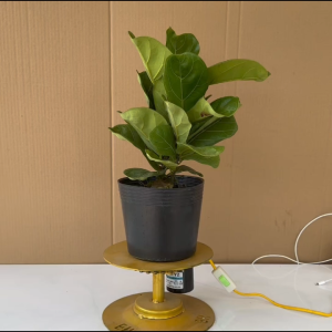 Cây Bàng Singapore - Cây Bóng Mát Trồng Sân Vườn