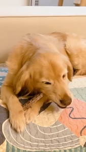 MASTI duck neck for dog bite dog food 狗