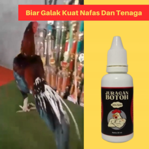 Doping Ayam Aduan Juragan Botoh Biar Ganas