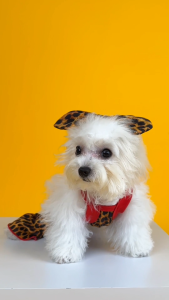 ชุดจั๊มสูทสัตว์เลี้ยง พร้อมโบว์คาดผม Party Animal | CLAWSET.BKK