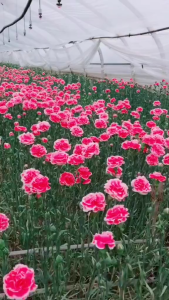 Hạt giống hoa cẩm chướng kép mix màu/Gói 30 hạt