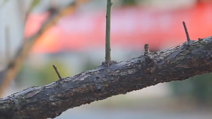 Gunting Dahan Pemotong Catok Bonsai 21cm 210mm Cabang Pohon Berkebun Tanaman Hias MSW 55