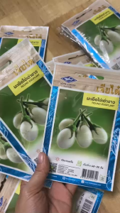 Hạt giống cà trứng ngỗngcà pháo trắng-gói 40 hạt
