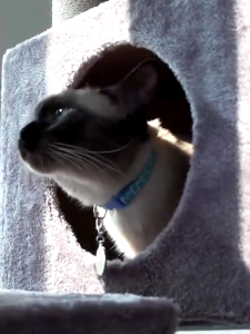 คอนโดแมวหลังใหญ่ บ้านแมว 4-6ตัว สูง 160cm เหมาะสำหรับเลี้ยงน้องแมว