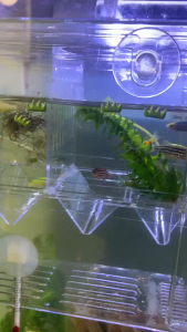 Paw Boutique AQUARZOO Aquarium Breeder Box for Fish  Breeding Box Fish Incubator with Suction Cups Isolation Divider Betta/Guppy Fish Breeding Guppies Hatchery Box