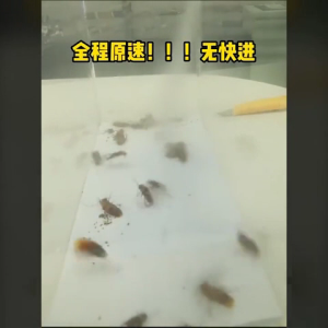 Insect Repellent Spray Serangga Lipas Ubat Lipas Insect Killer Serai Wangi Organik Semut Kamitetep Home Insecticide Cockroach Fly Killer 杀虫剂