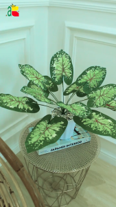 BUNGA PLASTIK KELADI HIJAU B8142 IMITASI