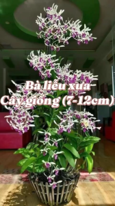 Hoa lan nắng bà liễu thơm (cây giống 7-12CM)