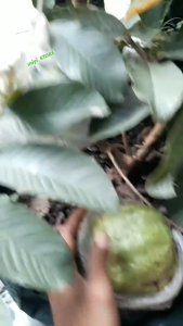 kondisi berbuah berbunga BIBIT JAMBU KRISTAL PUTIH tanpa biji hasil okulasi