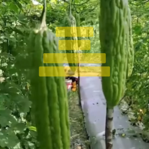 Benih Pare Paria YUNAN Isi 2 Gram: Panduan Lengkap